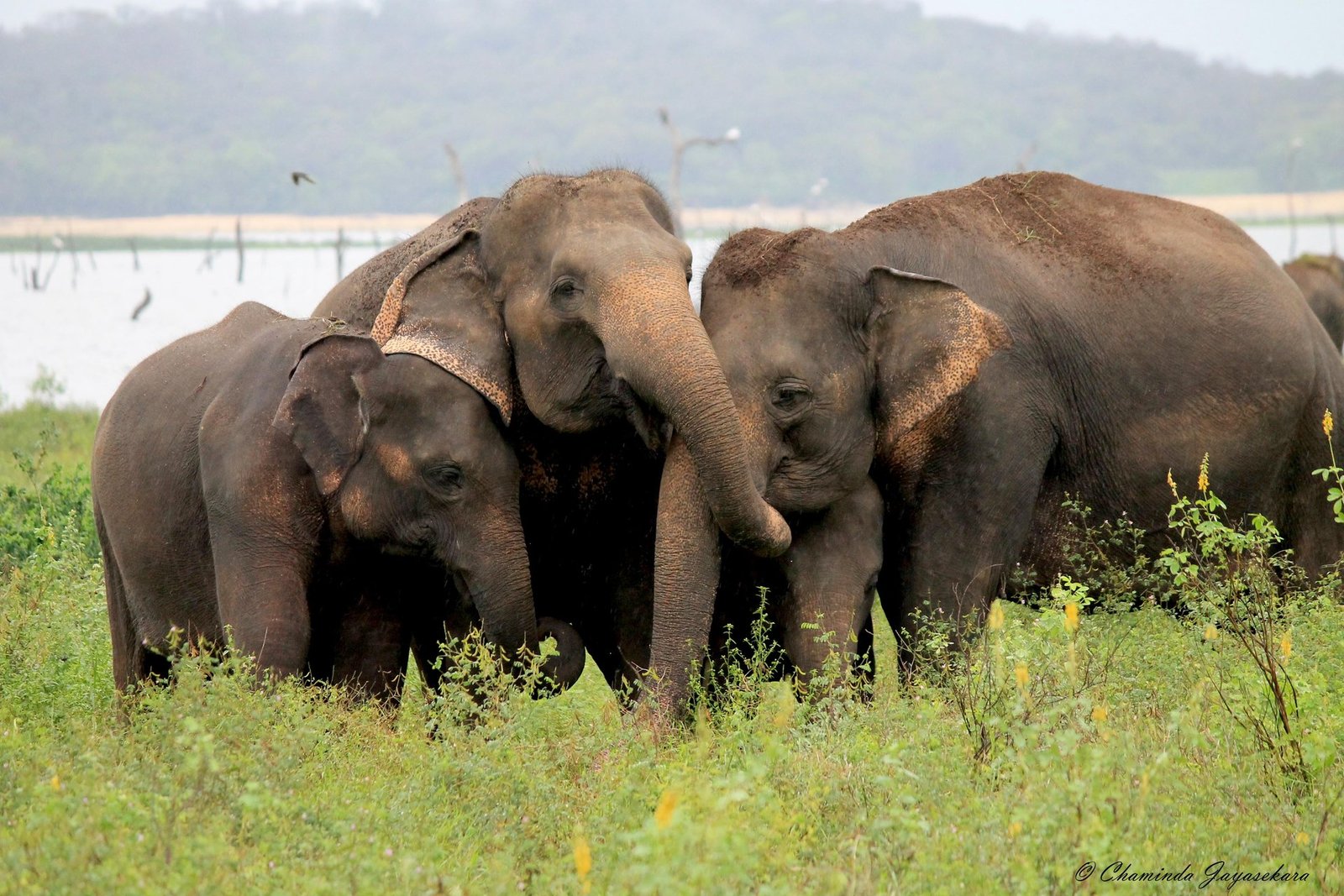 Elephant Gathering